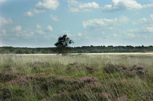 De Hamert 05