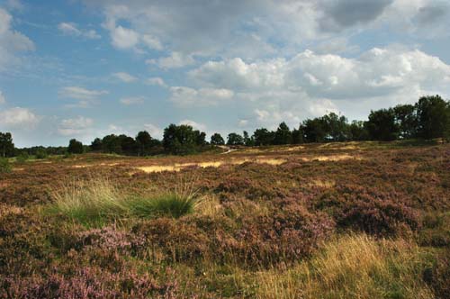 De Hamert 17