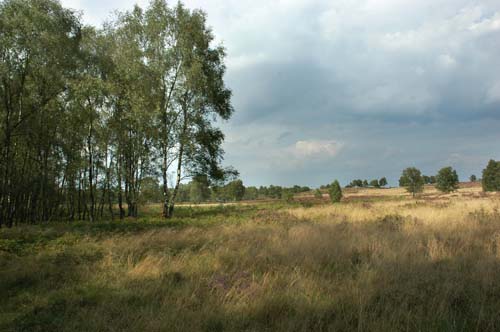 De Hamert 26