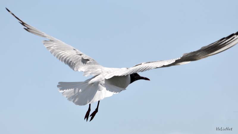 Fryslan_976