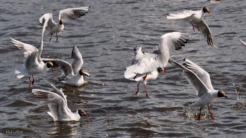 Fryslan_978