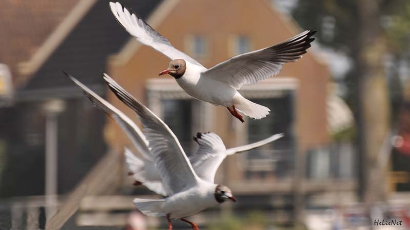 Fryslan_984