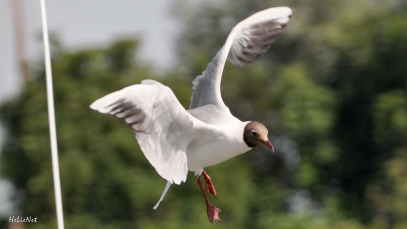 Fryslan_987