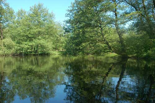 Dewittsee06