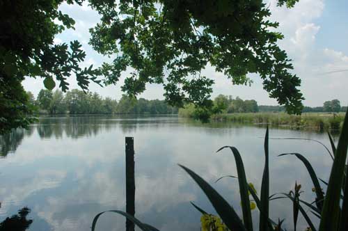 Kaelberweide10
