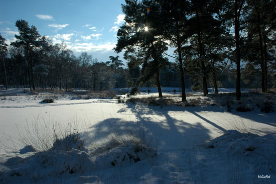 Raven08w