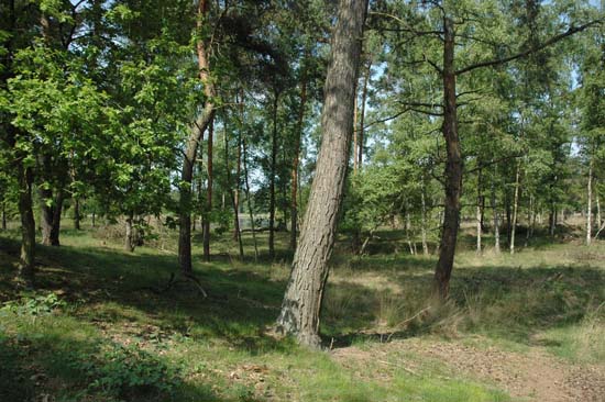 Ravenvenn26