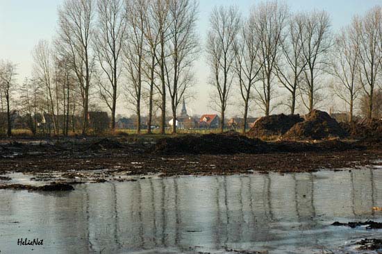 Rohrdommel_Biotop06
