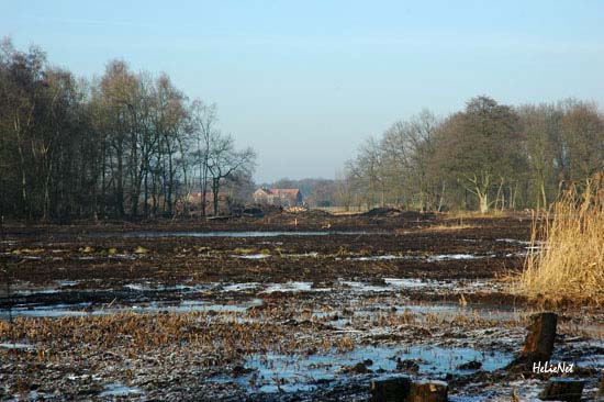 Rohrdommel_Biotop16