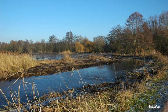 Rohrdommel_Biotop18