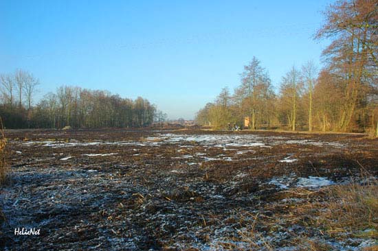 Rohrdommel_Biotop20