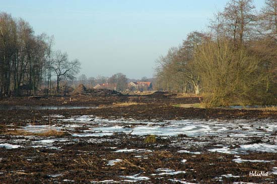 Rohrdommel_Biotop21