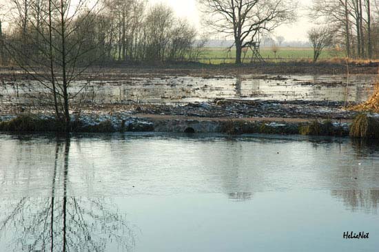 Rohrdommel_Biotop22