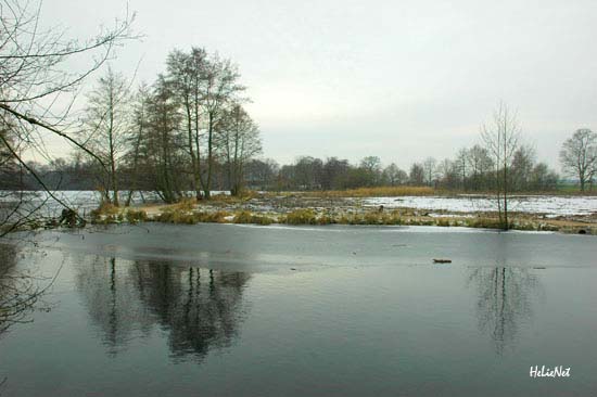 Rohrdommel_Biotop26