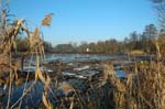 Rohrdommel_Biotop17