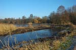 Rohrdommel_Biotop18