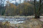 Rohrdommel_Biotop24